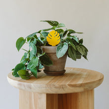 Load image into Gallery viewer, Sticky Traps for Plant Pests
