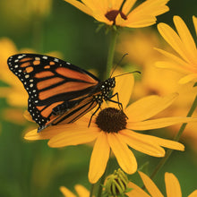 Load image into Gallery viewer, Black-Eyed Susan, Sweet (Rudbeckia subtomentosa)
