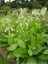 Load image into Gallery viewer, Tobacco, Sylvestris aka Woodland (Nicotiana sylvestris)
