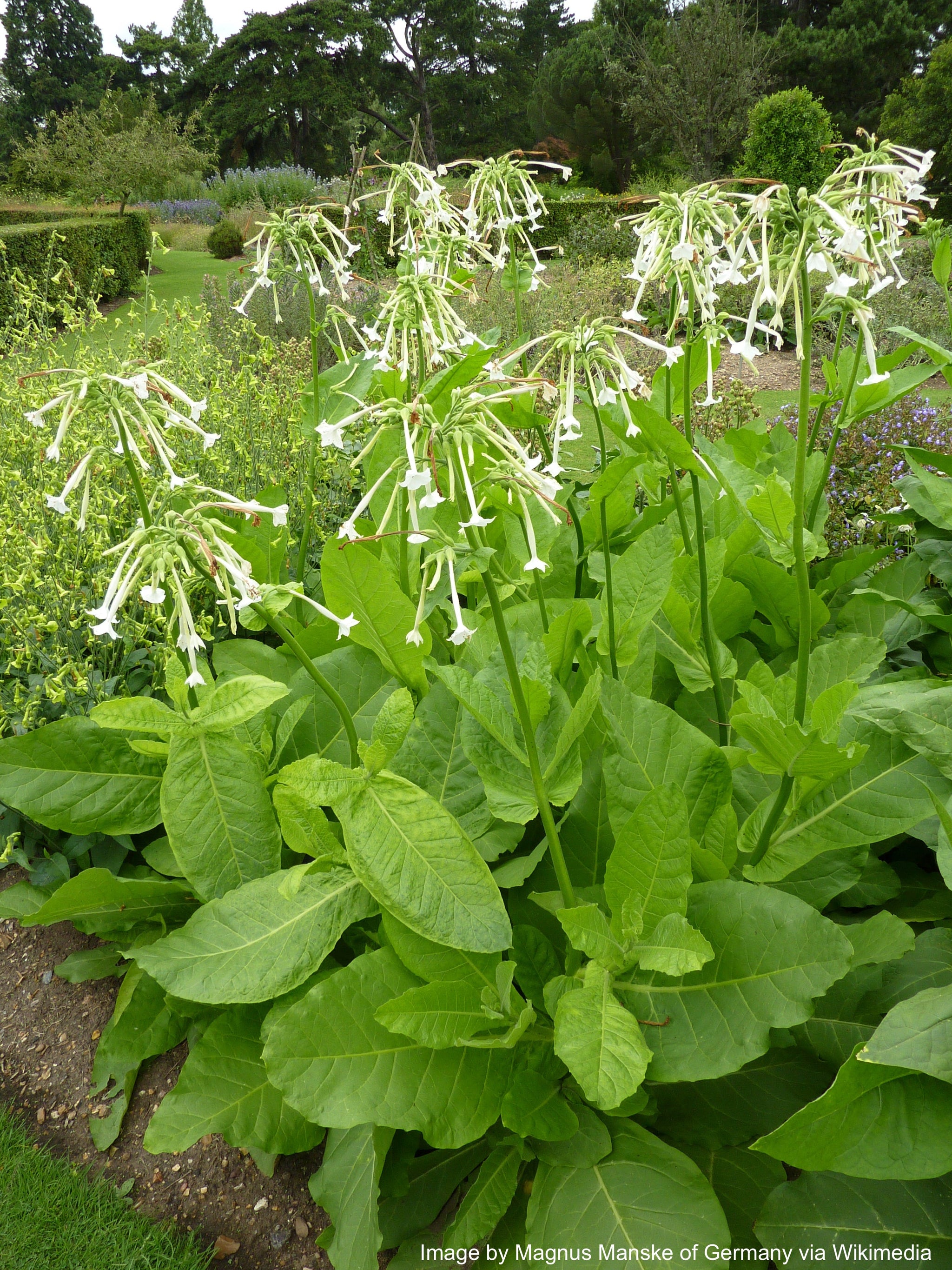 woodland tobacco Flowering Tobaccos Light Up the Garden Harden off and plant out in May. Woodland Nicotiana - 1,800 Seeds