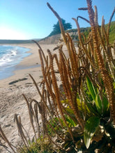 Load image into Gallery viewer, Plantain, Tall Coastal (Plantago subnuda)
