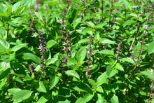 Load image into Gallery viewer, Basil, Thai (Ocimum basilicum thai)
