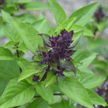 Load image into Gallery viewer, Basil, Thai (Ocimum basilicum thai)
