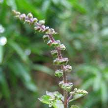 Load image into Gallery viewer, Tulsi, Rama aka Holy Basil (Ocimum tenuiflorum var. rama)
