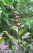 Load image into Gallery viewer, Tulsi, Rama aka Holy Basil (Ocimum tenuiflorum var. rama)
