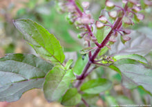 Load image into Gallery viewer, Tulsi, Rama aka Holy Basil (Ocimum tenuiflorum var. rama)
