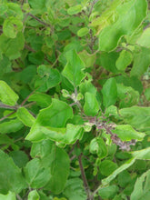Load image into Gallery viewer, Tulsi, Rama aka Holy Basil (Ocimum tenuiflorum var. rama)
