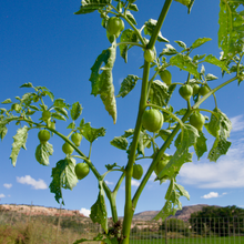 Load image into Gallery viewer, Tomatillo Verde

