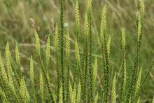Load image into Gallery viewer, Weld aka Dyer's Rocket (Reseda luteola)
