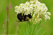Load image into Gallery viewer, Milkweed, Whorled (Asclepias verticillata)
