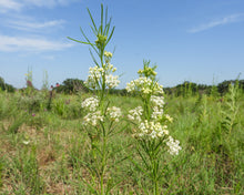 Load image into Gallery viewer, Milkweed, Whorled (Asclepias verticillata)
