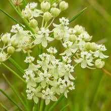 Load image into Gallery viewer, Milkweed, Whorled (Asclepias verticillata)
