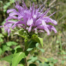 Load image into Gallery viewer, Bee Balm (Wild Bergamot)
