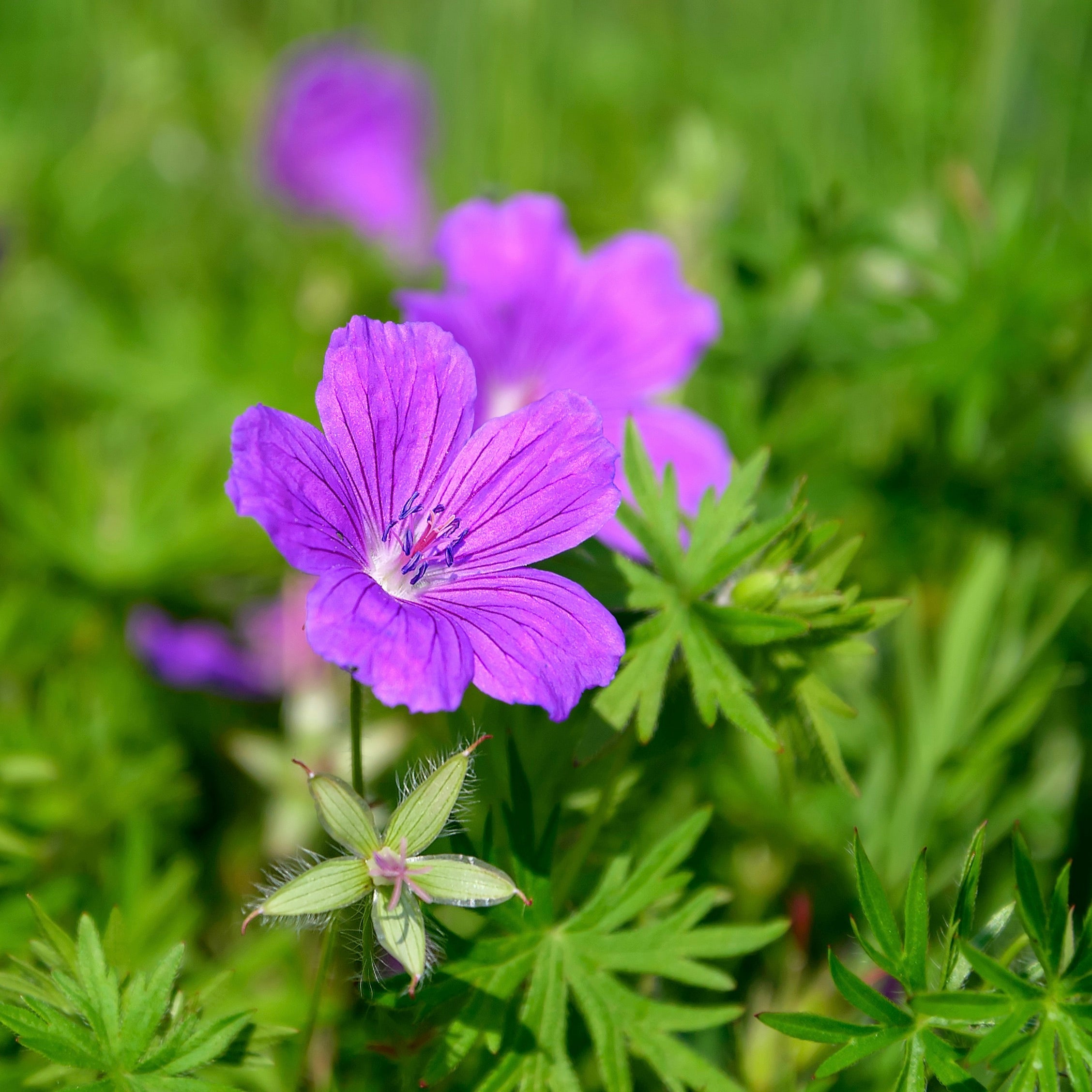 purple geranium seeds Geranium, Wild (Geranium maculatum) – Countryside