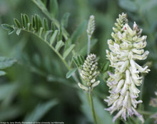 Load image into Gallery viewer, Licorice, Wild (Glycyrrhiza lepidota)
