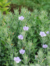 Load image into Gallery viewer, Petunia, Wild (Ruellia humilis)
