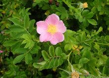 Load image into Gallery viewer, Rose, Wild Prairie (Rosa arkansana)
