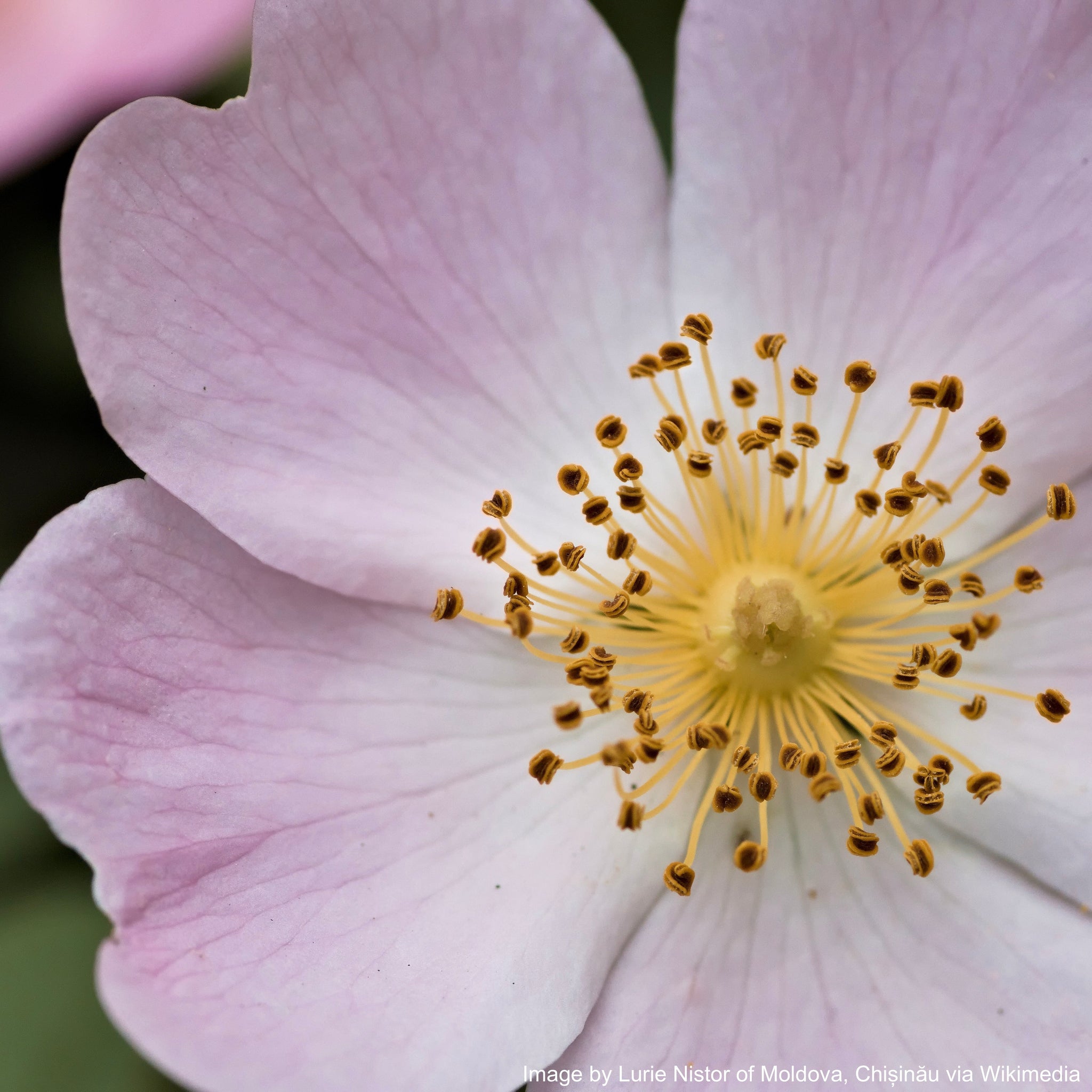 prairie rose seeds Rose, Wild Prairie (Rosa arkansana) – Countryside