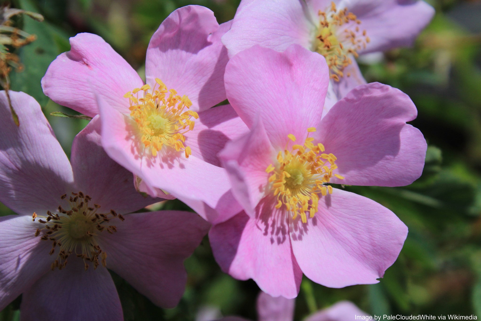 wild prairie rose seeds Rose, Wild Prairie (Rosa arkansana)