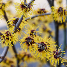 Load image into Gallery viewer, Witch Hazel (Hamamelis virginiana)
