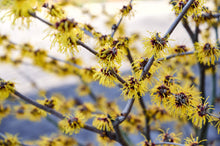 Load image into Gallery viewer, Witch Hazel (Hamamelis virginiana)
