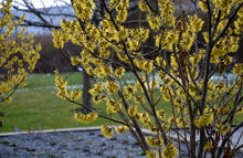 Load image into Gallery viewer, Witch Hazel (Hamamelis virginiana)
