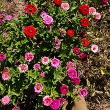 Load image into Gallery viewer, Northern Lights &amp; Candy Cane Zinnia Mix
