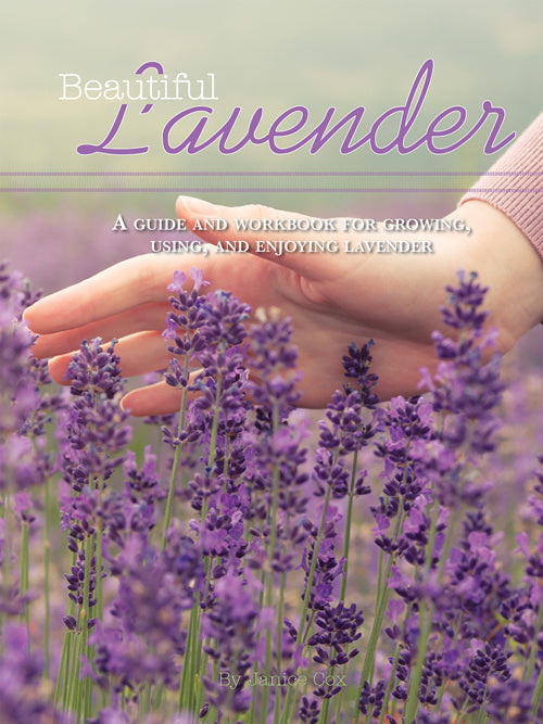 BEAUTIFUL LAVENDER