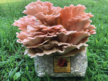 Load image into Gallery viewer, OYSTER MUSHROOM FRUITING KIT
