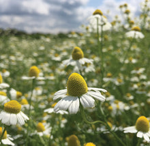 Load image into Gallery viewer, TEA GARDEN SEED KIT
