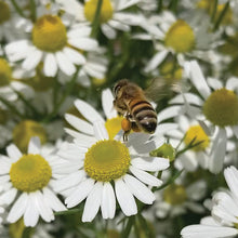 Load image into Gallery viewer, TEA GARDEN SEED KIT
