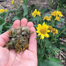 Load image into Gallery viewer, MEDICINE GARDEN SEED KIT
