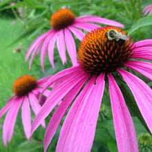 Load image into Gallery viewer, POLLINATOR GARDEN SEED KIT
