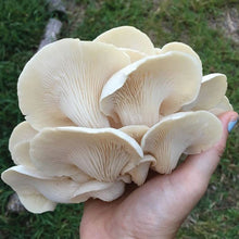 Load image into Gallery viewer, OYSTER MUSHROOM FRUITING KIT
