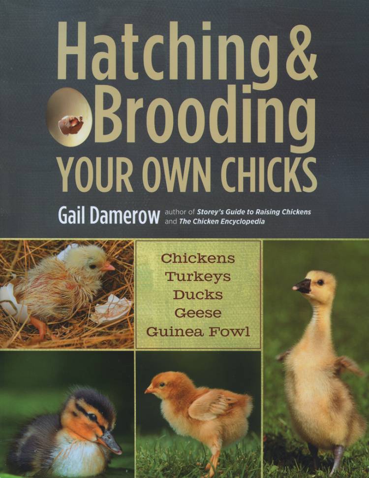 HATCHING & BROODING YOUR OWN CHICKS