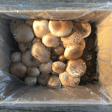 Load image into Gallery viewer, Portabella Mushroom Fruiting Kit
