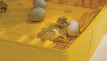 Load image into Gallery viewer, OVATION 56 EX, FULLY AUTOMATIC DIGITAL EGG INCUBATOR
