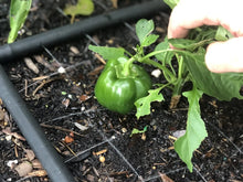 Load image into Gallery viewer, METAL RAISED GARDEN BED KITS WITH GARDEN GRIDS
